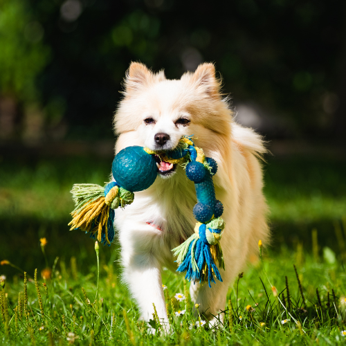 Jouets pour animaux
